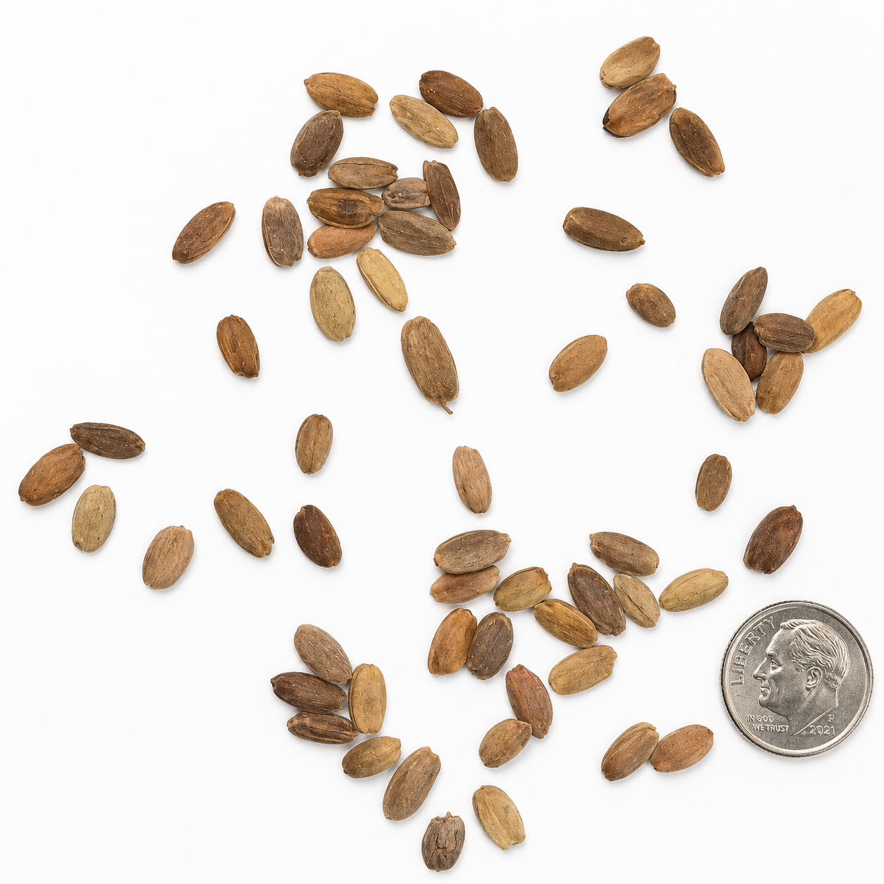 Osage Orange Tree Seeds | Hedge Apple | (Maclura pomifera)