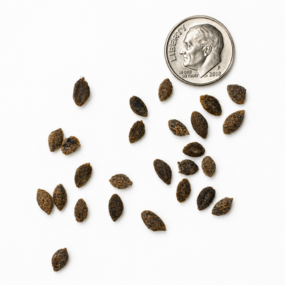 Eastern White Pine Tree Seeds-(Pinus strobus)