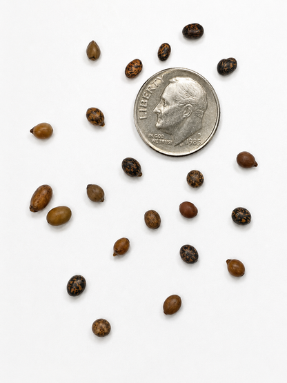 Siberian Pea Tree Tree Seeds | Siberian Peashrub | (Caragana arborescens)