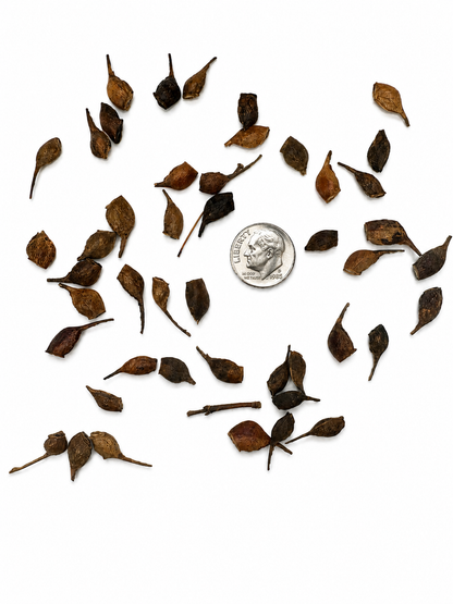 Sugar Maple Tree Seeds (Acer saccharum)