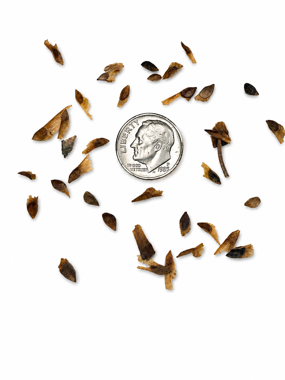 Norway Spruce Tree Seeds | European Spruce | (Picea abies)