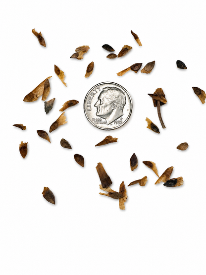 Norway Spruce Tree Seeds | European Spruce | (Picea abies)