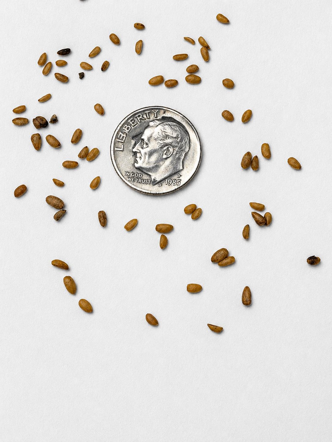 American Black Elderberry Tree Seeds | Common Elderberry | (Sambucus canadensis)