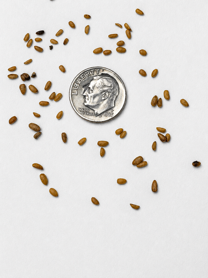 American Black Elderberry Tree Seeds | Common Elderberry | (Sambucus canadensis)