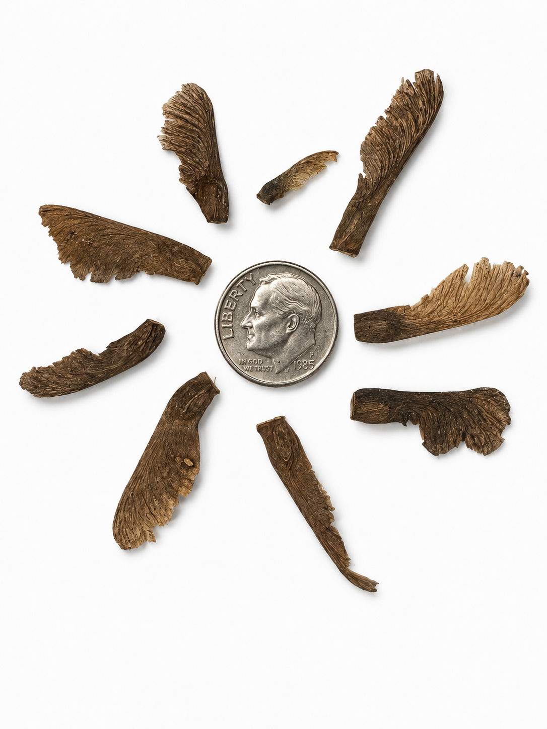 Japanese Maple Tree Seeds | (Acer palmatum)