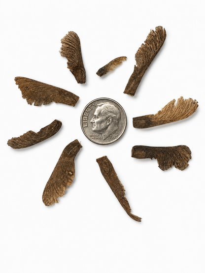 Japanese Maple Tree Seeds | (Acer palmatum)