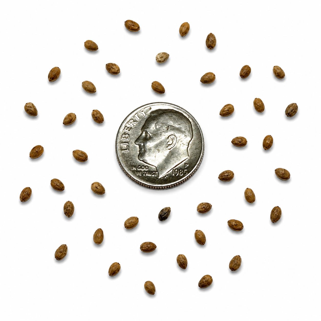 Black Mulberry Tree Seeds | Black Persian Mulberry | (Morus nigra)