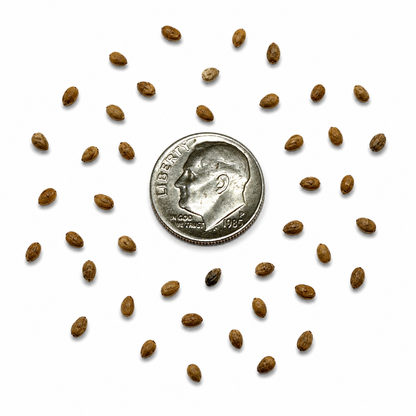 Black Mulberry Tree Seeds | Black Persian Mulberry | (Morus nigra)