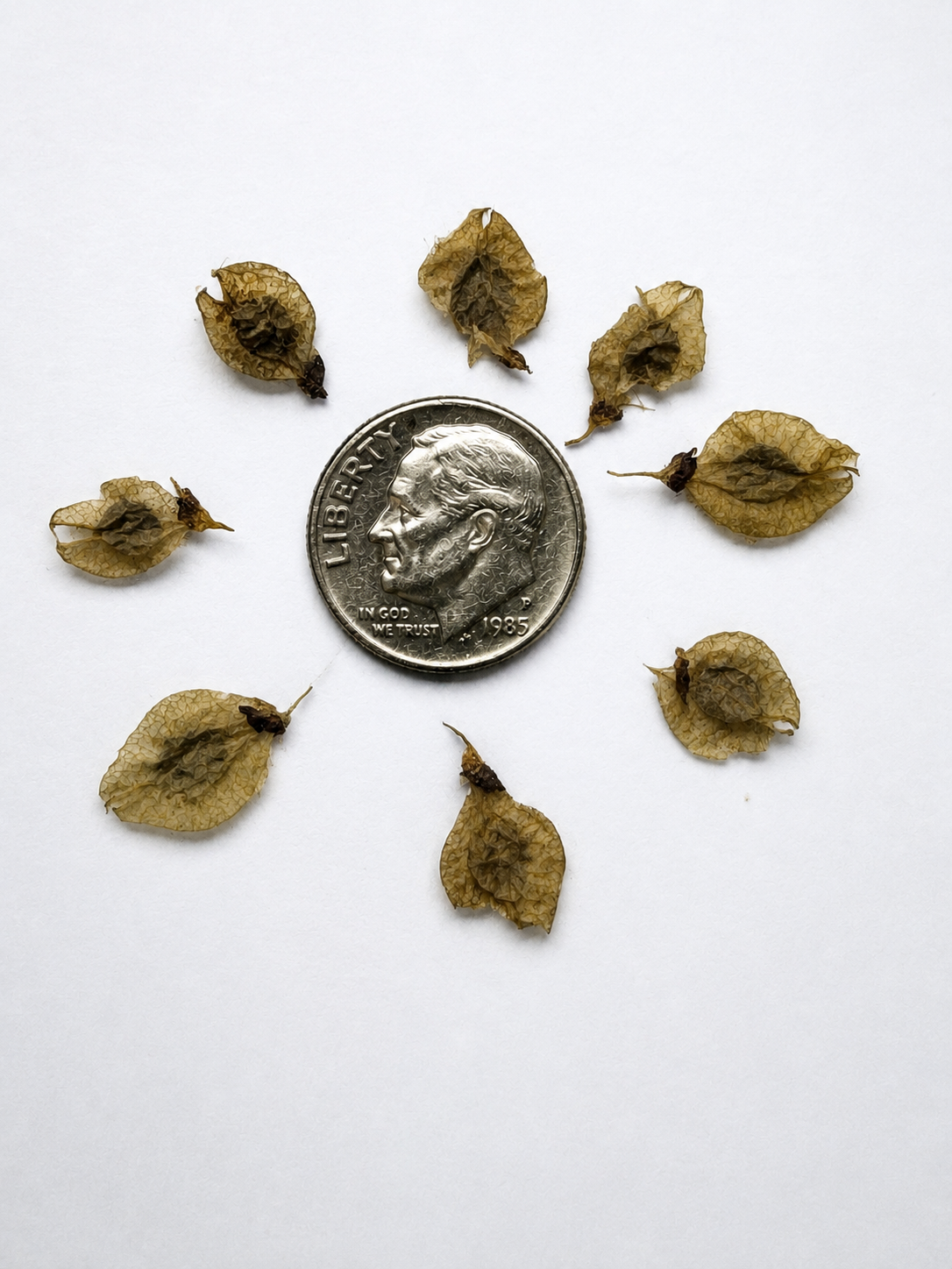 American Elm Tree Seeds 'Princeton' | (Ulmus americana)