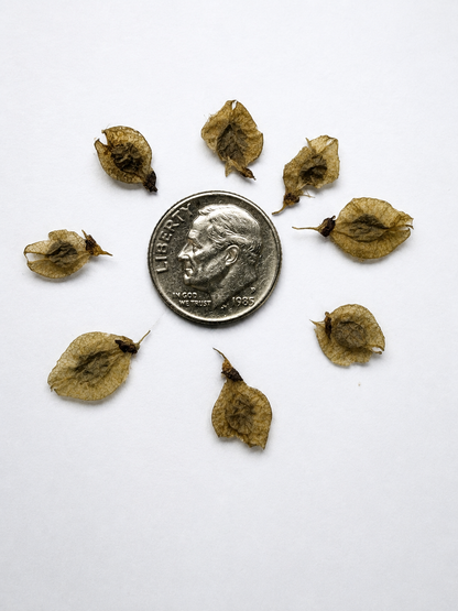 American Elm Tree Seeds 'Princeton' | (Ulmus americana)