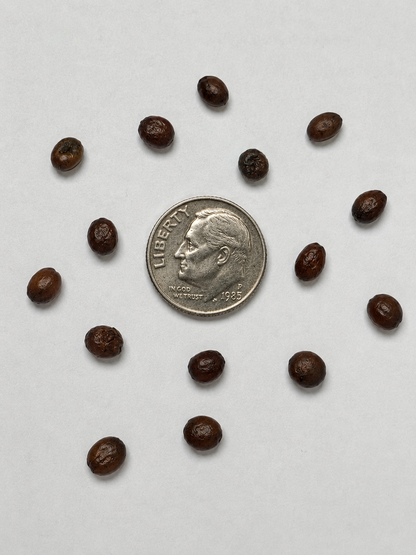 Eastern Redbud Tree Seeds-(Cercis canadensis)