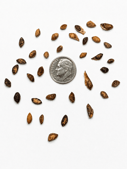 Japanese Black Pine Tree Seeds (Pinus thunbergii)