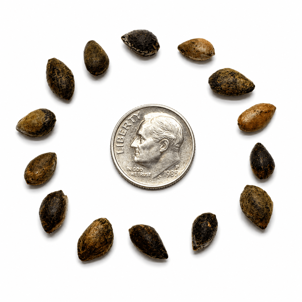 Afghan Pine Tree Seeds | (Pinus eldarica)