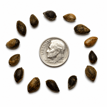 Afghan Pine Tree Seeds | (Pinus eldarica)