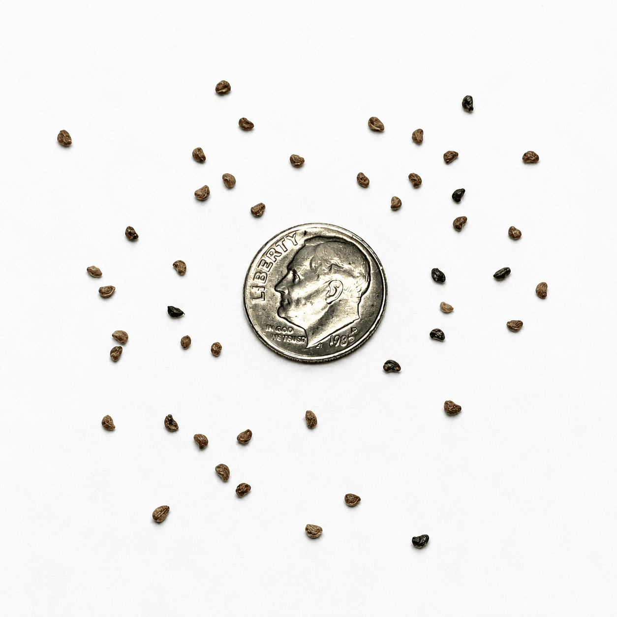 Black Raspberry Tree Seeds | Blackcap | (Rubus occidentalis)