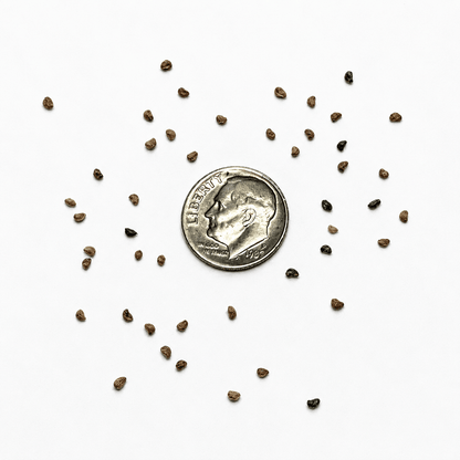 Black Raspberry Tree Seeds | Blackcap | (Rubus occidentalis)