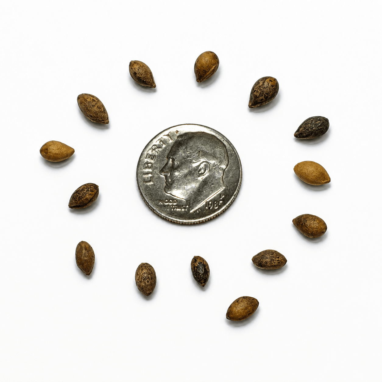Austrian Pine Tree Seeds | European Black Pine | (Pinus nigra)