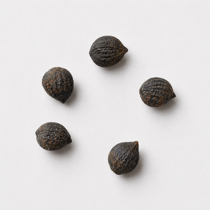 Umbrella Magnolia Tree Seeds | Umbrella Tree | (Magnolia tripetala)