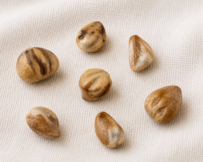 Rocky Mountain Juniper Tree Seeds | Rocky Mt. Juniper | (Juniperus scopulorum)