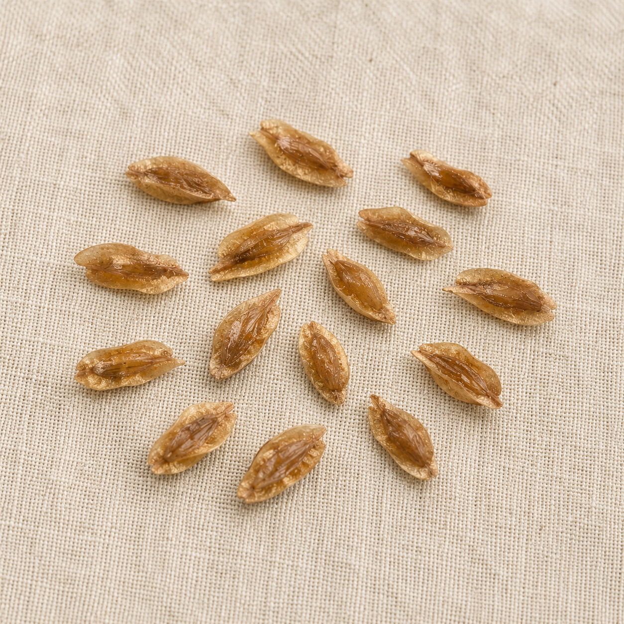 American Arborvitae Tree Seeds | Northern White Cedar | (Thuja occidentalis)