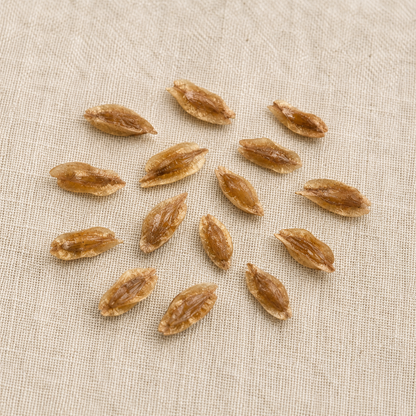 American Arborvitae Tree Seeds | Northern White Cedar | (Thuja occidentalis)