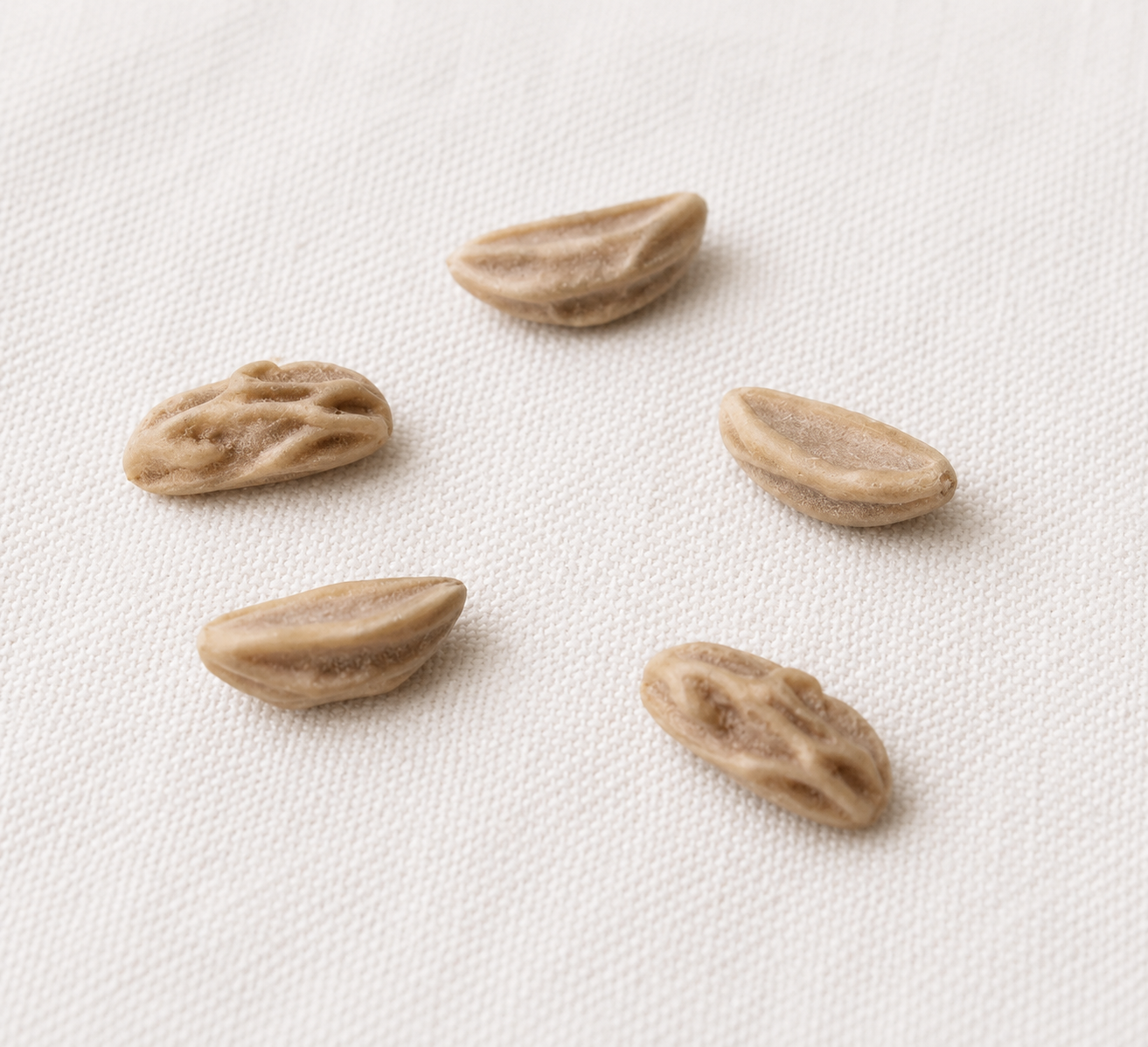 American Holly Tree Seeds | White Holly | (Ilex opaca)