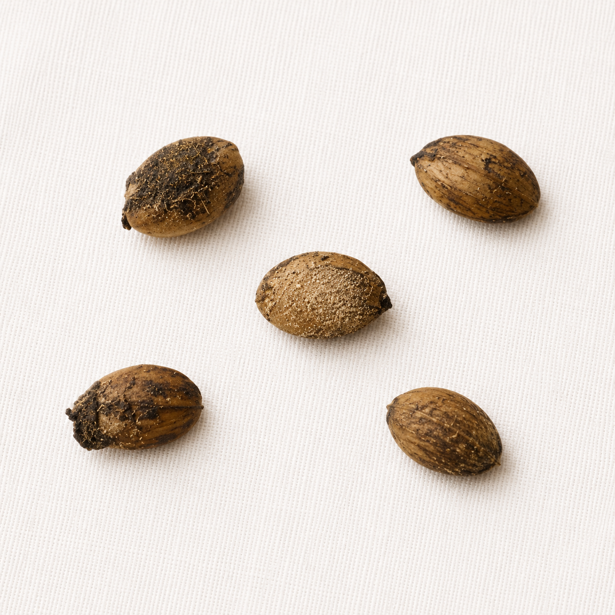 Western Snowberry Tree Seeds | (Symphoricarpos occidentalis)