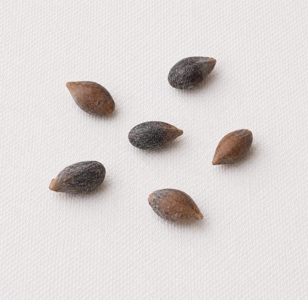 Serbian Spruce Tree Seeds (Picea omorika)