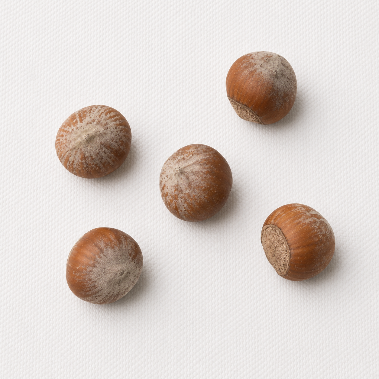 Filbert Hazelnut Tree Seeds | European Hazelnut | (Corylus avellana)