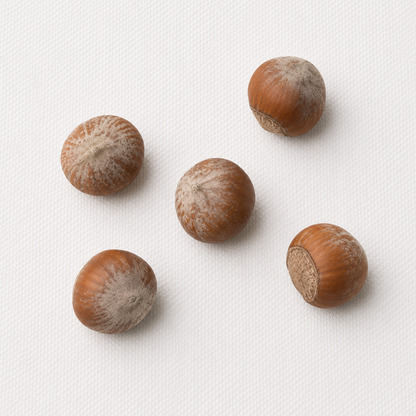 Filbert Hazelnut Tree Seeds | European Hazelnut | (Corylus avellana)
