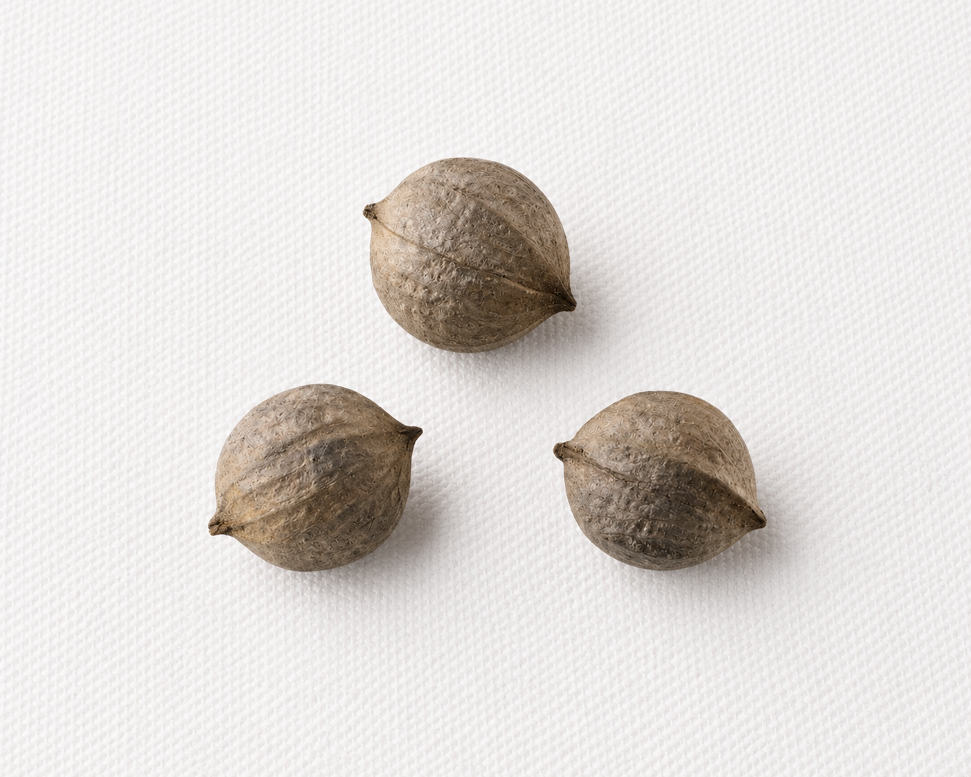 planting hickory nuts seeds Shagbark Hickory Tree Seeds — Carya ovata