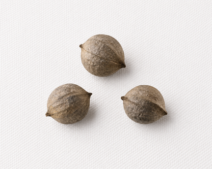 Shagbark Hickory Tree Seeds | Scalybark Hickory | (Carya ovata)