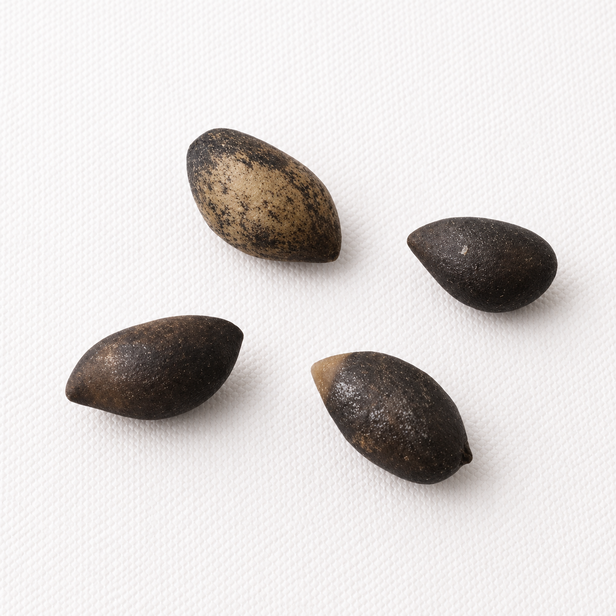 Mugo Pine Tree Seeds (Pinus mugo)