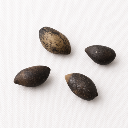 Mugo Pine Tree Seeds (Pinus mugo)