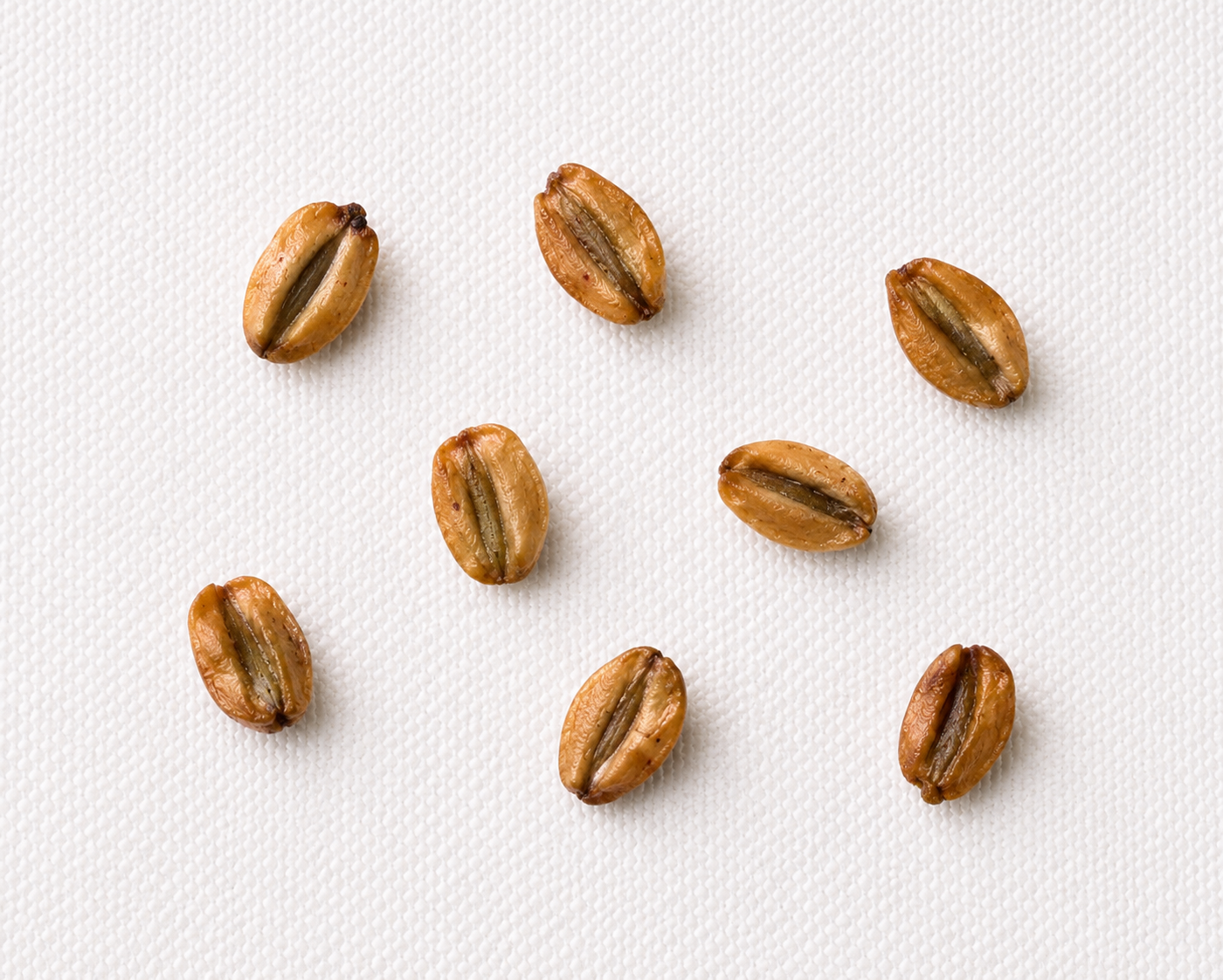 Giant Sequoia Tree Seeds (Sequoiadendron giganteum)