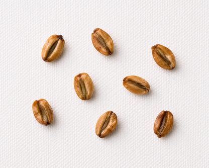 Giant Sequoia Tree Seeds (Sequoiadendron giganteum)
