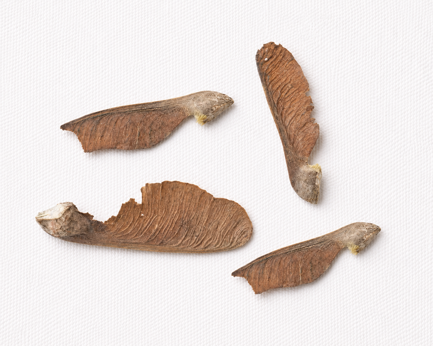 Bigleaf Maple Tree Seeds | Oregon Maple | (Acer macrophyllum)