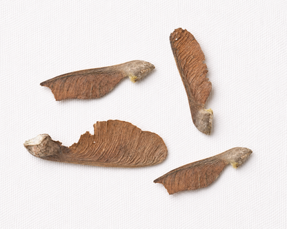 Bigleaf Maple Tree Seeds | Oregon Maple | (Acer macrophyllum)
