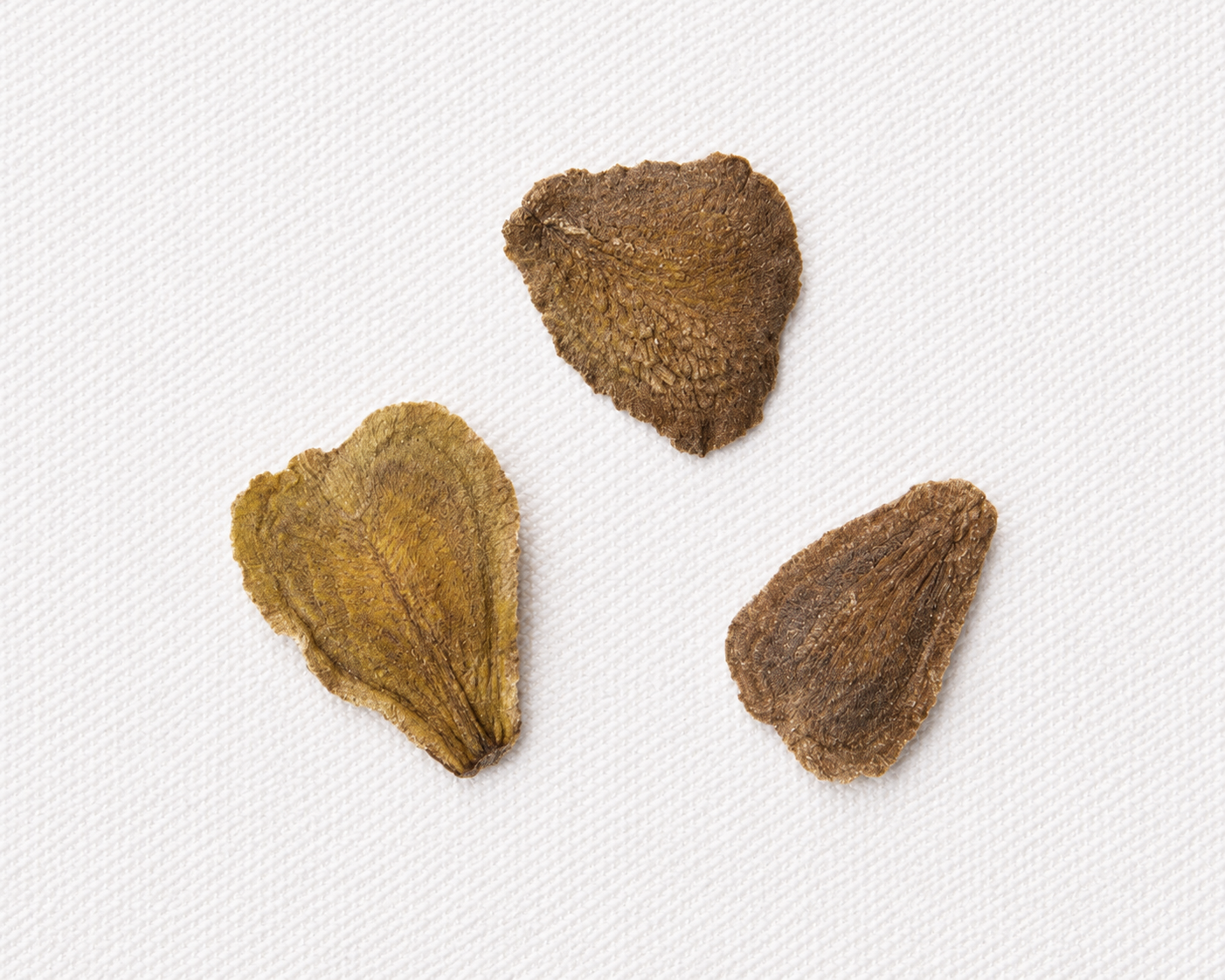 plant jacaranda seeds Blue Jacaranda (Jacaranda mimosifolia)