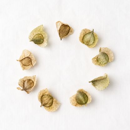 River Birch Tree Seeds | Black Birch | (Betula nigra)