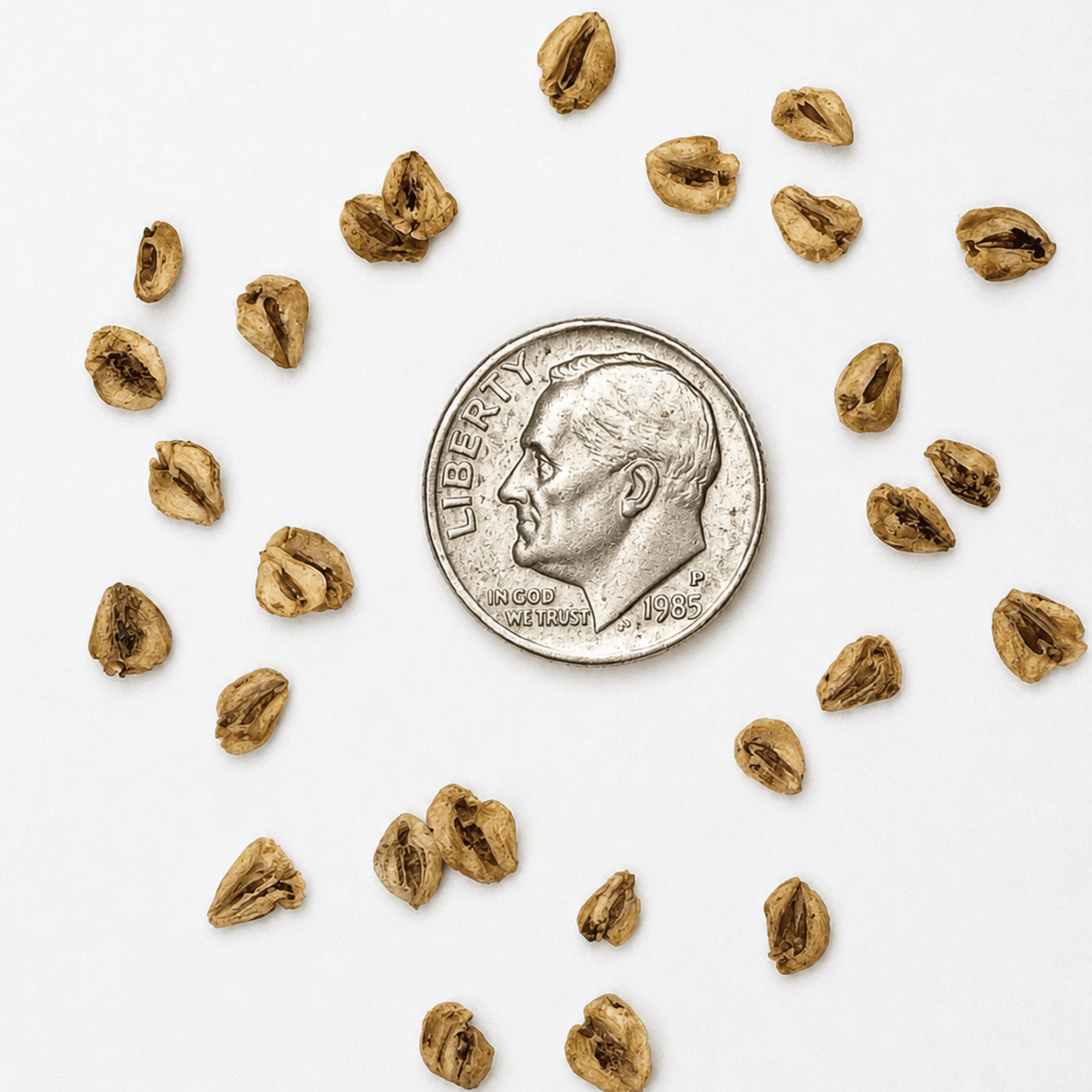 Dawn Redwood Tree Seeds | Water Fir | (Metasequoia glyptostroboides)