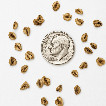 Dawn Redwood Tree Seeds | Water Fir | (Metasequoia glyptostroboides)