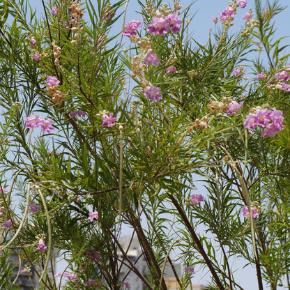 Desert Willow Tree Seeds | (Chilopsis linearis)