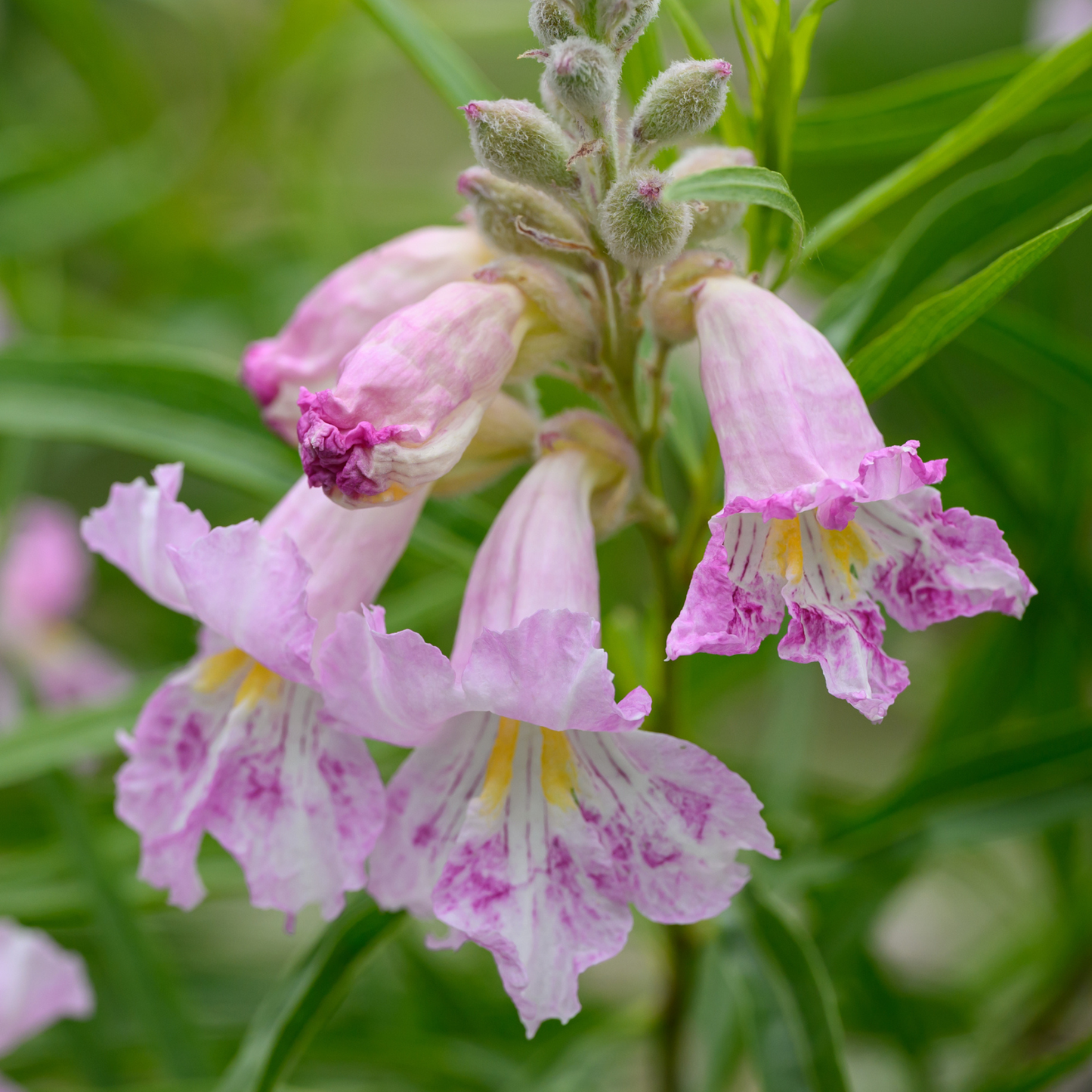 Desert Willow Tree Seeds | (Chilopsis linearis)