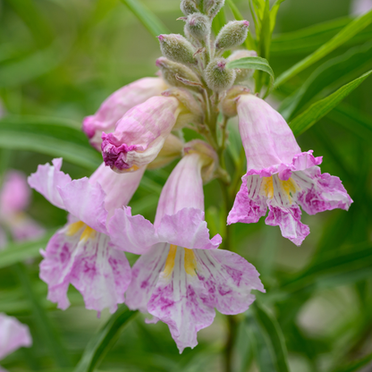Desert Willow Tree Seeds | (Chilopsis linearis)