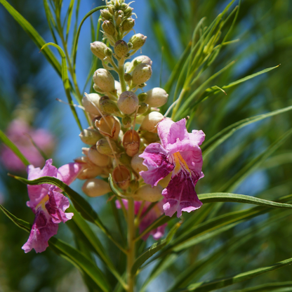 Desert Willow Tree Seeds | (Chilopsis linearis)