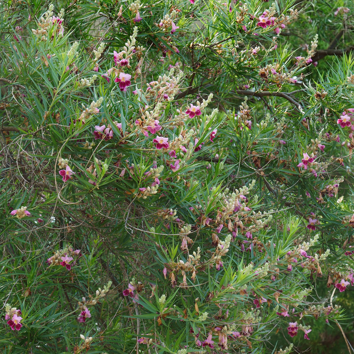 Desert Willow Tree Seeds | (Chilopsis linearis)