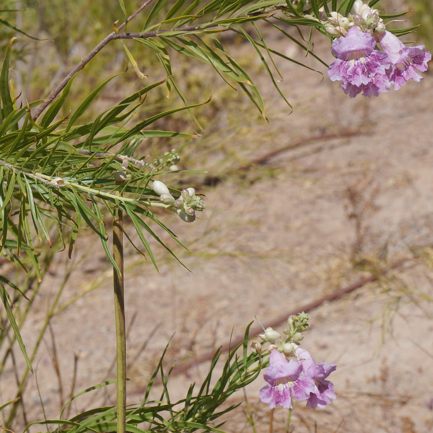 Desert Willow Tree Seeds | (Chilopsis linearis)
