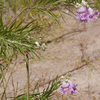 Desert Willow Tree Seeds | (Chilopsis linearis)