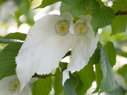 Dove Tree Seeds | Handkerchief Tree | (Davidia involucrata)